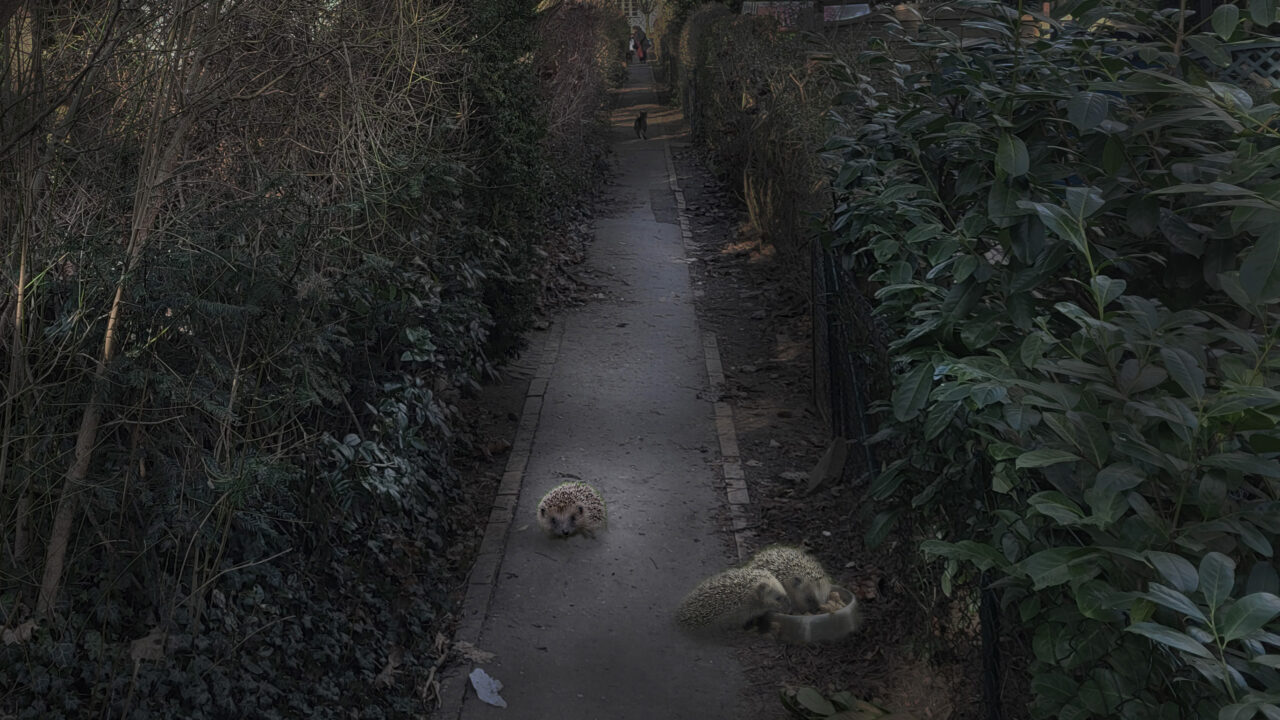 Urbio förespråkar taggad trädgårdstad skapar livsmiljö för igelkottar